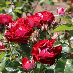 Růže mnohokvětá Kordes 'Rose der Einheit' - Rosa MK 'Rose der Einheit'