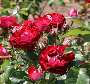Růže mnohokvětá Kordes 'Rose der Einheit' - Rosa MK 'Rose der Einheit'