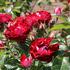 ruze-mnohokveta-kordes-rose-der-einheit.jpg