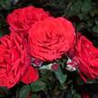 Růže mnohokvětá Tantau 'Allotria' - Rosa MK 'Allotria'