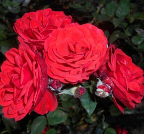 Růže mnohokvětá Tantau 'Allotria' - Rosa MK 'Allotria'