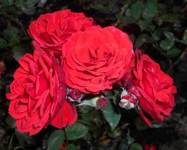 Růže mnohokvětá Tantau 'Allotria'