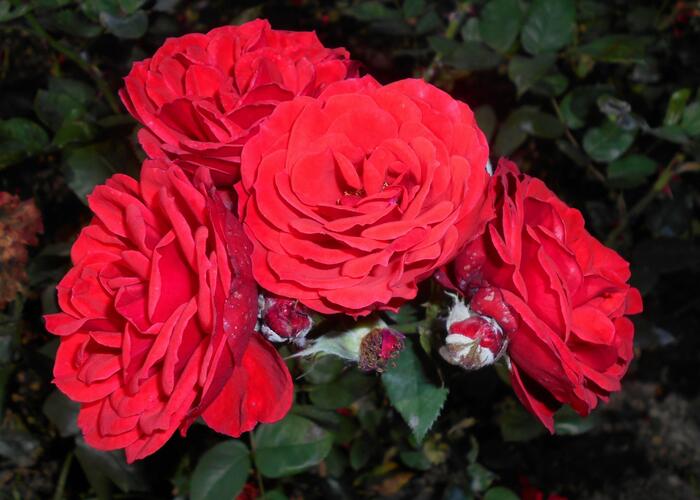 Růže mnohokvětá Tantau 'Allotria' - Rosa MK 'Allotria'