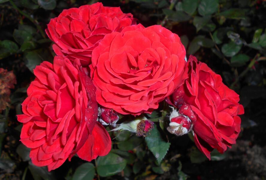 Růže mnohokvětá Tantau 'Allotria' - Rosa MK 'Allotria'