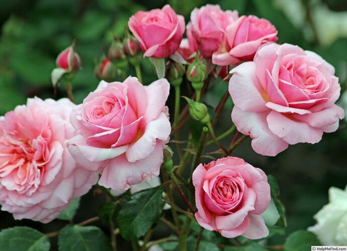 Růže mnohokvětá 'Eeuwige Passie' - Rosa MK 'Eeuwige Passie'