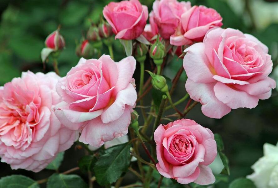 Růže mnohokvětá 'Eeuwige Passie' - Rosa MK 'Eeuwige Passie'