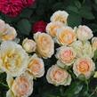 Růže mnohokvětá 'Henrietta Barnett' - Rosa MK 'Henrietta Barnett'