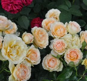 Růže mnohokvětá 'Henrietta Barnett' - Rosa MK 'Henrietta Barnett'