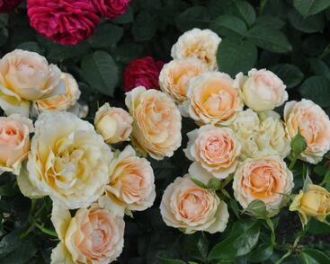 Růže mnohokvětá 'Henrietta Barnett'