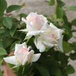 Růže velkokvětá Meilland 'Poker' - Rosa VK 'Poker'