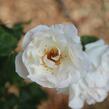 Růže velkokvětá 'White Queen Elizabeth' - Rosa VK 'White Queen Elizabeth'