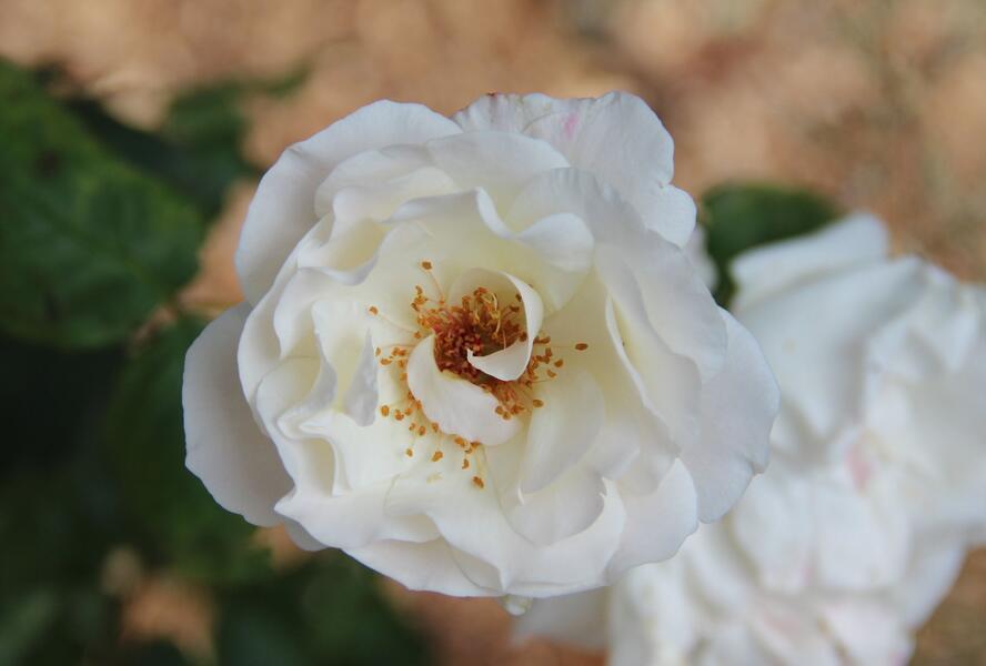 Růže velkokvětá 'White Queen Elizabeth' - Rosa VK 'White Queen Elizabeth'