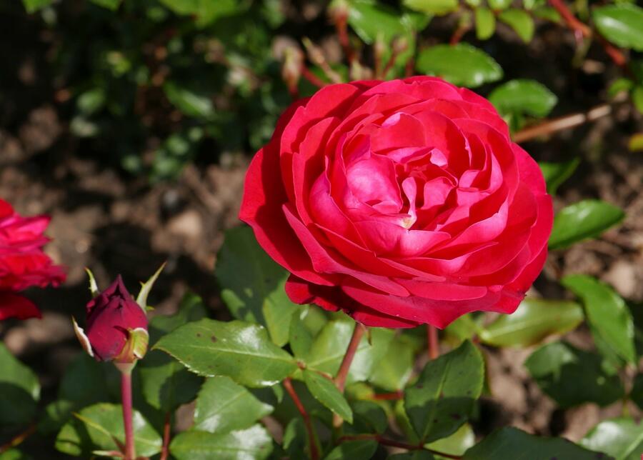 Růže mnohokvětá Meilland 'Rouge Meilove' - Rosa MK 'Rouge Meilove'