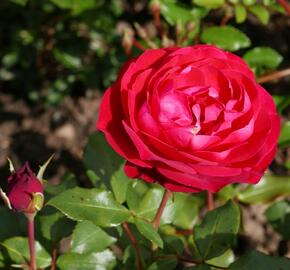 Růže mnohokvětá Meilland 'Rouge Meilove' - Rosa MK 'Rouge Meilove'