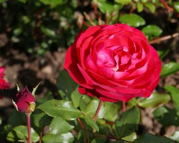 Růže mnohokvětá Meilland 'Rouge Meilove'