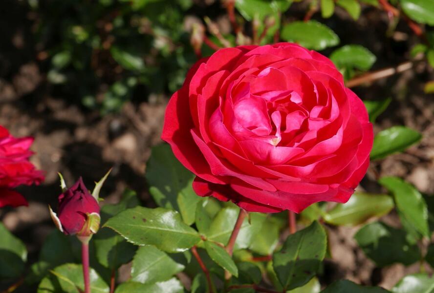 Růže mnohokvětá Meilland 'Rouge Meilove' - Rosa MK 'Rouge Meilove'