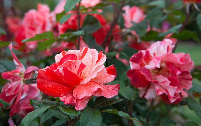 Růže mnohokvětá 'Hanky Panky' ('City of Carlsbad') - Rosa MK 'Hanky Panky' ('City of Carlsbad')