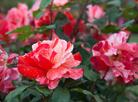 Růže mnohokvětá 'Hanky Panky' ('City of Carlsbad') - Rosa MK 'Hanky Panky' ('City of Carlsbad')