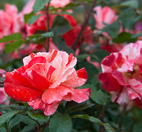 Růže mnohokvětá 'Hanky Panky' ('City of Carlsbad') - Rosa MK 'Hanky Panky' ('City of Carlsbad')