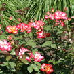 Růže mnohokvětá 'Betty Boop' - Rosa MK 'Betty Boop'