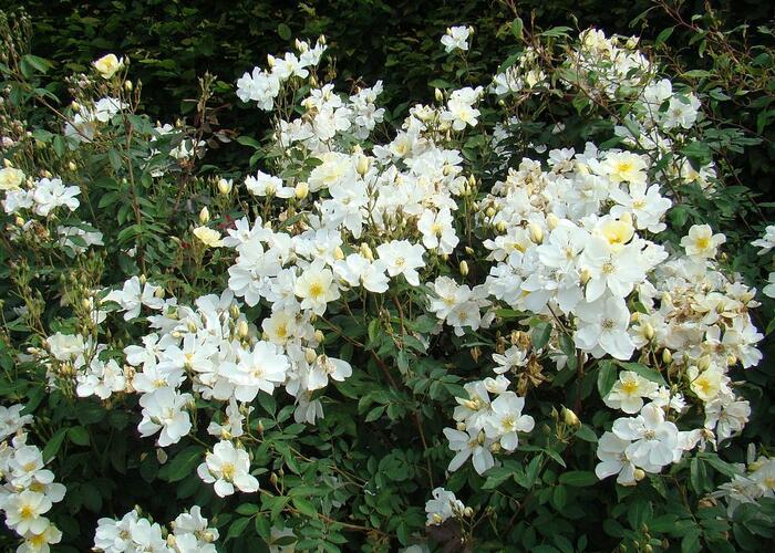 Růže mnohokvětá Lens 'Elisabeth Oberle' - Rosa MK 'Elisabeth Oberle'