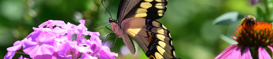 otakárek ovocný na plaménce a v pozdí včela na echinacei