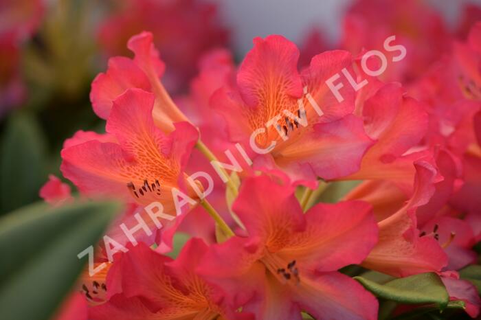 Pěnišník 'Scyphocalix' - Rhododendron 'Scyphocalix'