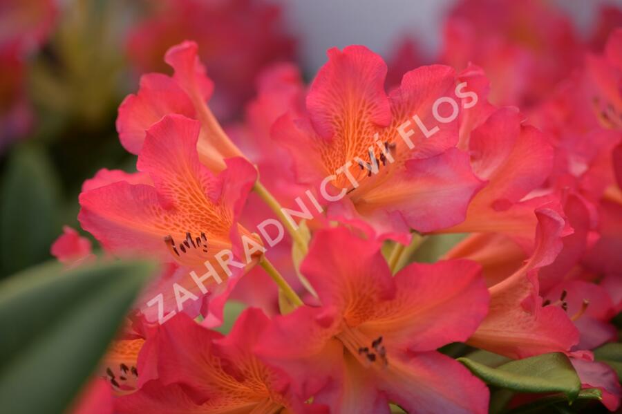Pěnišník 'Scyphocalix' - Rhododendron 'Scyphocalix'