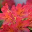 Pěnišník 'Scyphocalix' - Rhododendron 'Scyphocalix'