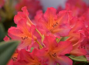 Pěnišník 'Scyphocalix' - Rhododendron 'Scyphocalix'