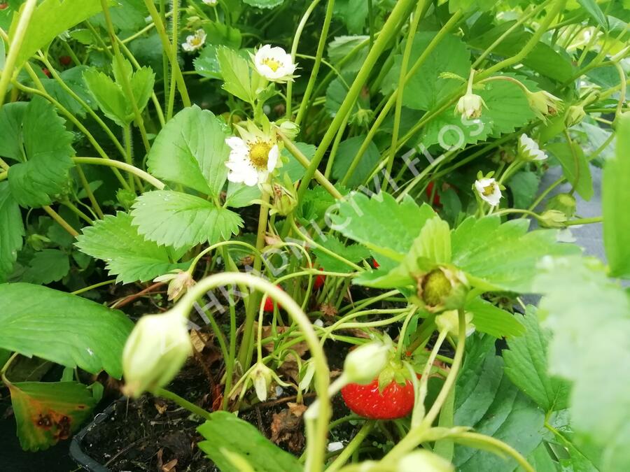 Jahodník stáleplodící 'Mara de Bois' - Fragaria ananassa 'Mara de Bois'