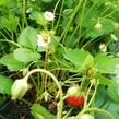 Jahodník stáleplodící 'Mara de Bois' - Fragaria ananassa 'Mara de Bois'