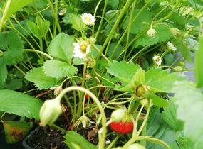 Jahodník stáleplodící 'Mara de Bois' - Fragaria ananassa 'Mara de Bois'