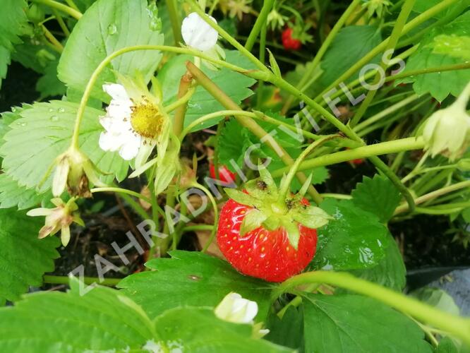 Jahodník stáleplodící 'Mara de Bois' - Fragaria ananassa 'Mara de Bois'