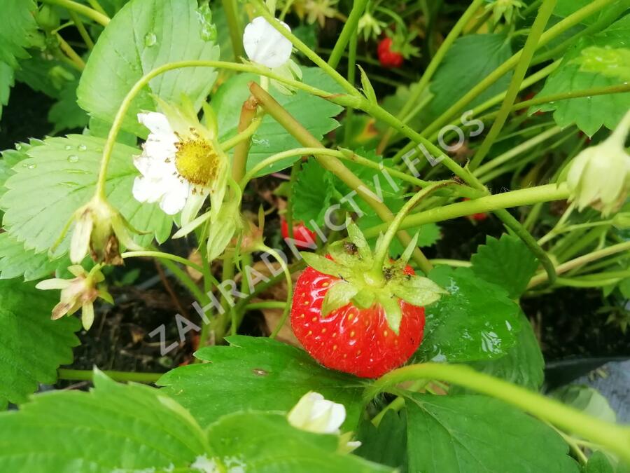 Jahodník stáleplodící 'Mara de Bois' - Fragaria ananassa 'Mara de Bois'