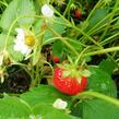 Jahodník stáleplodící 'Mara de Bois' - Fragaria ananassa 'Mara de Bois'