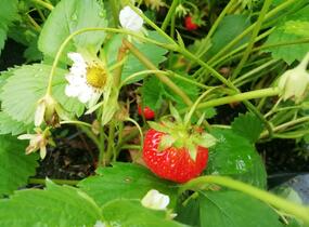 Jahodník stáleplodící 'Mara de Bois' - Fragaria ananassa 'Mara de Bois'