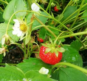 Jahodník stáleplodící 'Mara de Bois' - Fragaria ananassa 'Mara de Bois'