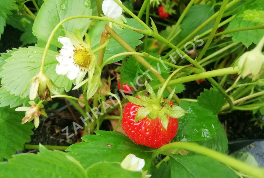 Jahodník stáleplodící 'Mara de Bois' - Fragaria ananassa 'Mara de Bois'