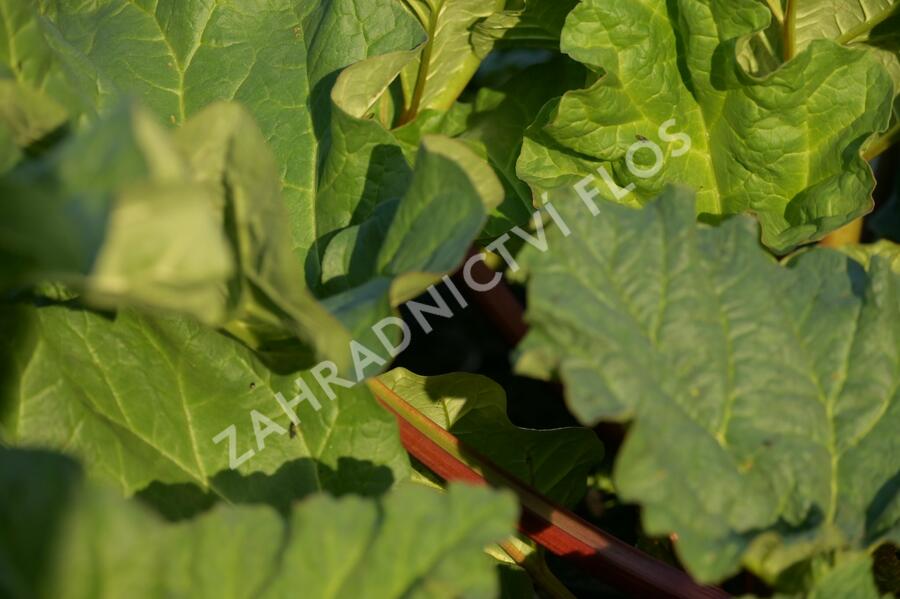 Reveň rebarbora 'Holsteiner Blut' - Rheum rhabarbarum 'Holsteiner Blut'