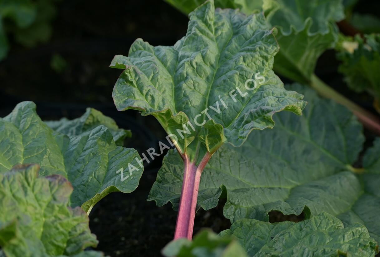 Reveň rebarbora 'Holsteiner Blut' - Rheum rhabarbarum 'Holsteiner Blut'