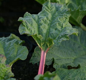 Reveň rebarbora 'Holsteiner Blut' - Rheum rhabarbarum 'Holsteiner Blut'