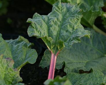 Reveň rebarbora 'Holsteiner Blut'