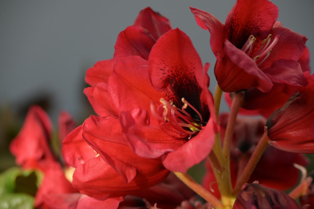 Pěnišník 'Red Devil' Rhododendron 'Red Devil' Zahradnictví FLOS
