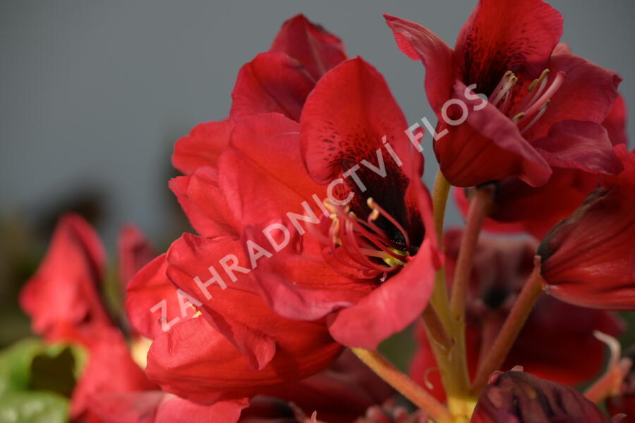 Pěnišník 'Red Devil' - Rhododendron 'Red Devil'