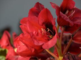 Pěnišník 'Red Devil' - Rhododendron 'Red Devil'