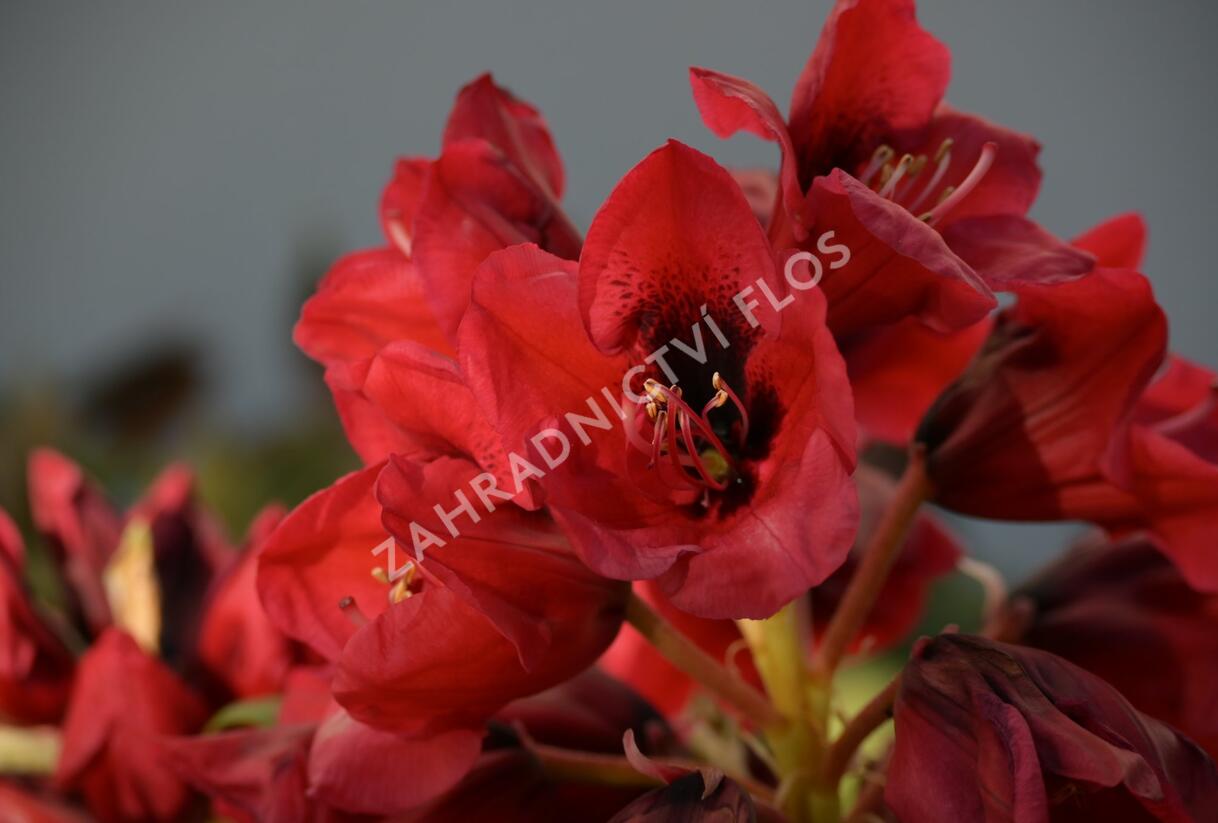 Pnink 'Red Devil' - Rhododendron 'Red Devil' | Zahradnictv FLOS