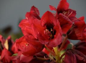 Pěnišník 'Red Devil' - Rhododendron 'Red Devil'