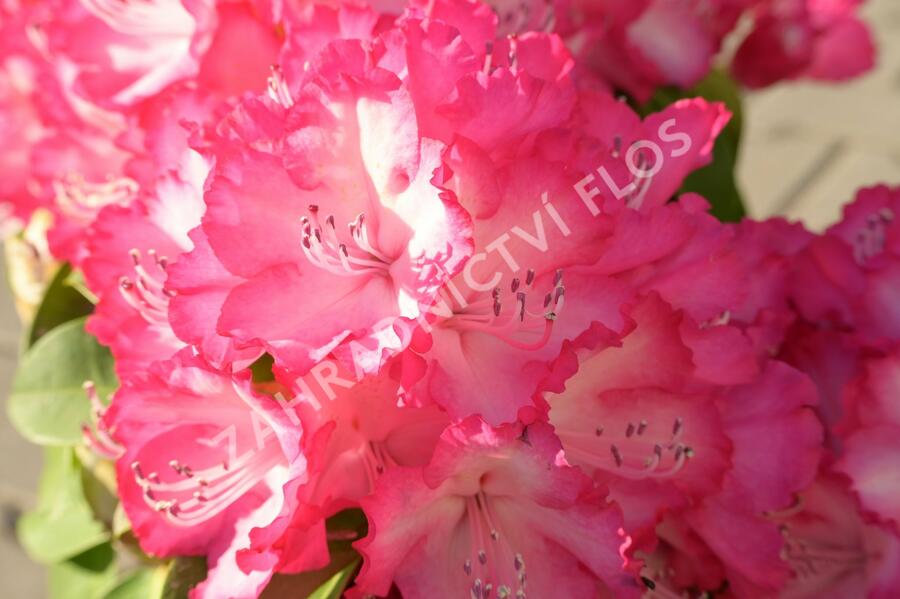 Pěnišník 'XXL' - Rhododendron 'XXL'