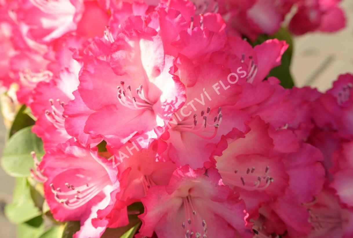 Pěnišník 'XXL' - Rhododendron 'XXL'